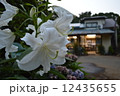 カサブランカ 12435655
