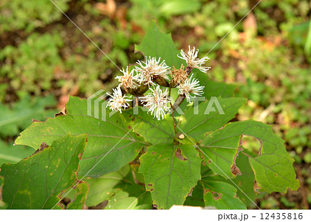 植物・カシワバハグマ キク科 植物・カシワバハグマ キク科 12435816