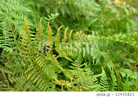 植物・ワラビ コバノイシカグマ科 植物・ワラビ コバノイシカグマ科 12435821