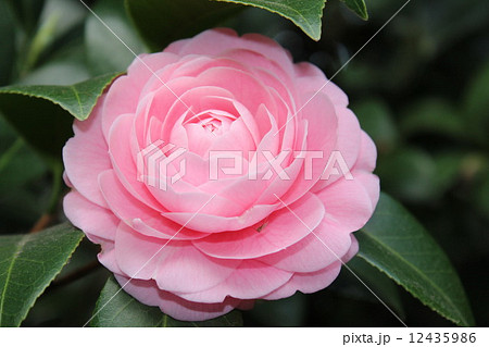 ピンクで八重咲きの山茶花の花 の写真素材