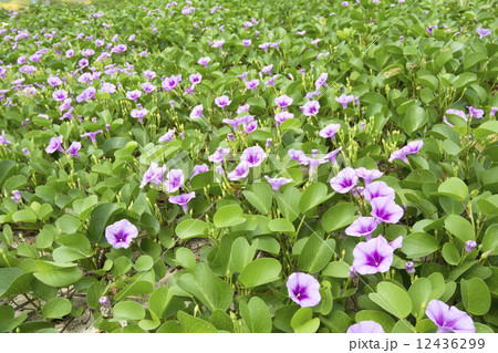 グンバイヒルガオのお花畑 12436299