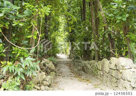 備瀬のフクギ並木と石垣 備瀬のフクギ並木と石垣 12436301