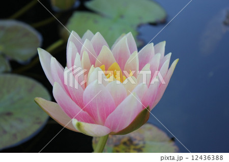 インナーライト 12436388