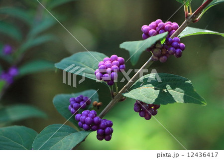 コムラサキ 12436417