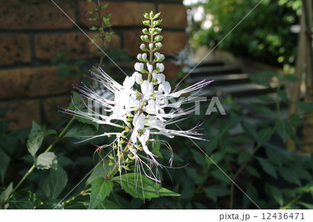 ネコノヒゲ 12436471