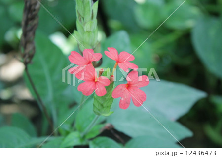 クロッサンドラ 12436473