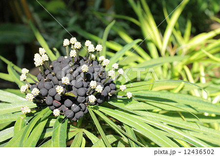 オスモキシロン 12436502