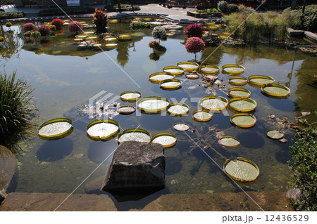 オオオニバス オオオニバス 12436529