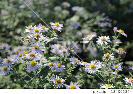 ノコンギク 12436584