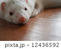 フェレット 12436592