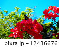 蝶華蒼 12436676
