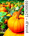 ハロウィンかぼちゃ 12436680