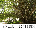 木 12436684