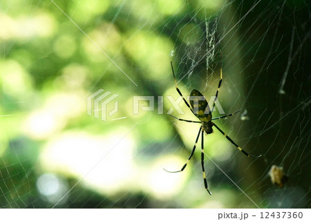 蜘蛛 12437360