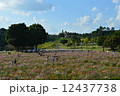 コスモス② 12437738