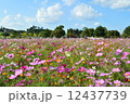コスモス③ 12437739
