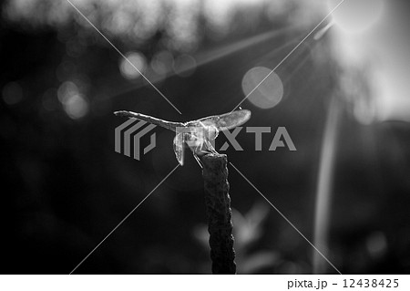 Black and white shot of dragonfly sitting on branch. 12438425