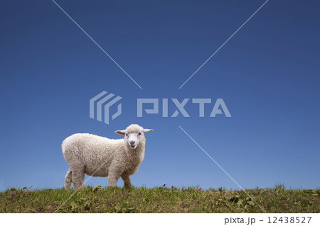 見つめる羊 12438527