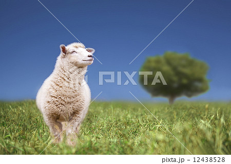 笑顔の未 12438528