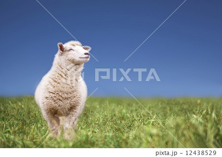 笑顔の未 笑顔の未 12438529