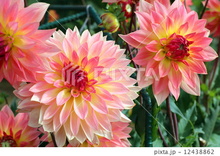 ダリア祭り 12438862