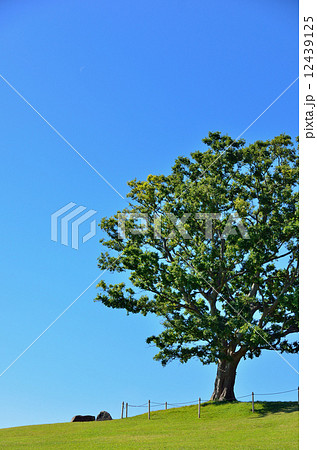 吾妻山公園 12439125