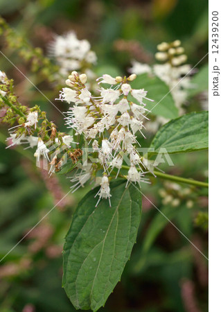 植物・シモバシラ シソ科 植物・シモバシラ シソ科 12439200
