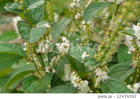 植物・シモバシラ　シソ科 12439202