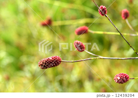 植物・ワレモコウ　バラ科 12439204