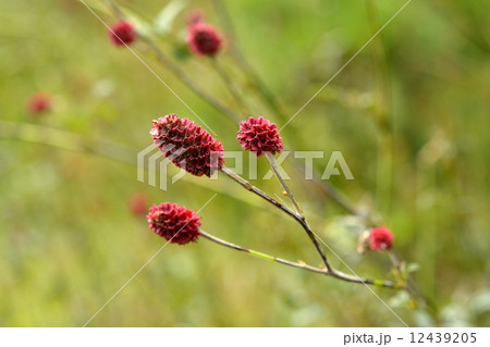 植物・ワレモコウ　バラ科 12439205