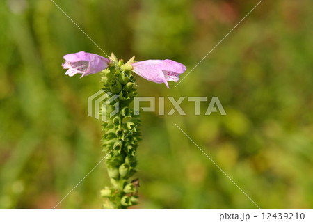 植物・ハナトラノオ シソ科 植物・ハナトラノオ シソ科 12439210