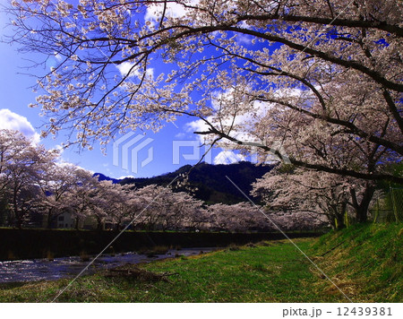 川沿いに咲く桜 12439381