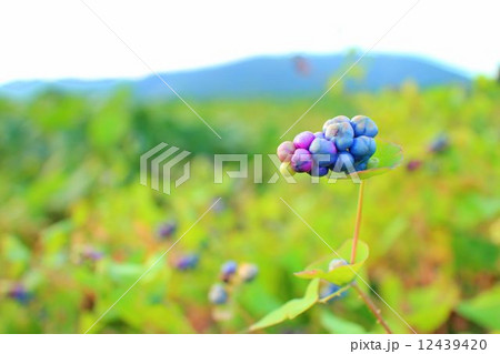 イシミカワの実 12439420