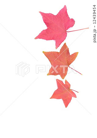 紅葉 12439454
