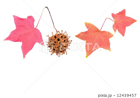 紅葉と実 12439457