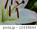 オークラ２ 12439644