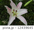 オークラ 12439645