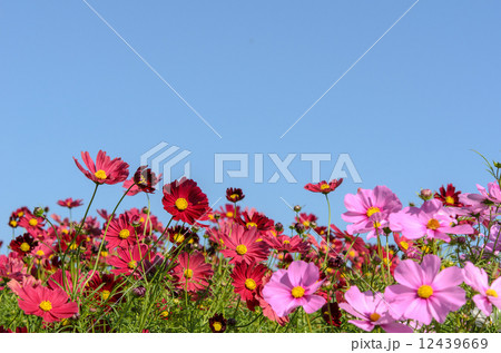 コスモス 12439669
