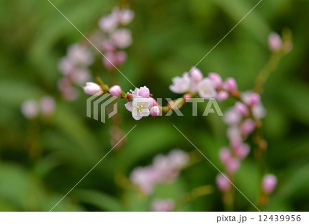 植物・サクラタデ　タデ科 12439956