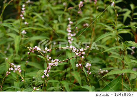 植物・サクラタデ タデ科 植物・サクラタデ タデ科 12439957