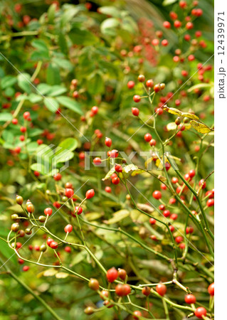 樹木・ノイバラ バラ科 樹木・ノイバラ バラ科 12439971