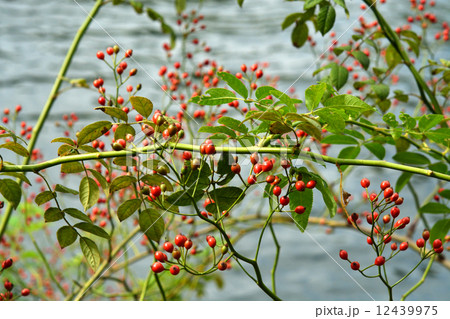 樹木・ノイバラ　バラ科 12439975