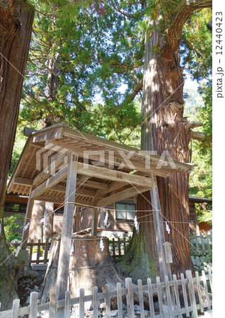 国宝　仁科神明宮　三本杉樹齢８００年 12440423