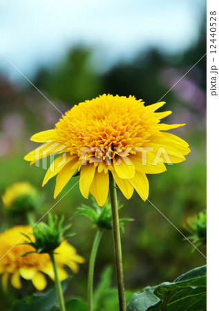 キクイモモドキ：姫向日葵 12440528