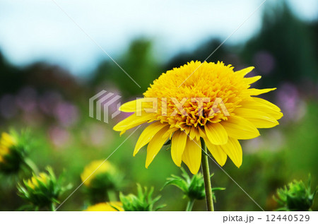 キクイモモドキ：姫向日葵 12440529