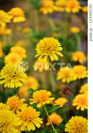 キクイモモドキ：姫向日葵 12440530