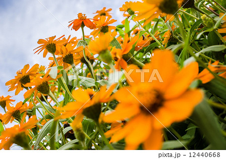 Zinnia angustifolia flowers 12440668