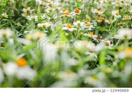 Zinnia angustifolia flowers 12440669