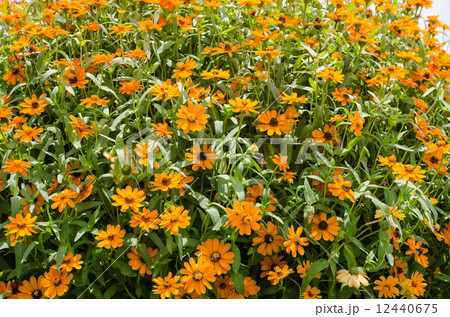 Zinnia angustifolia flowers Zinnia angustifolia flowers 12440675