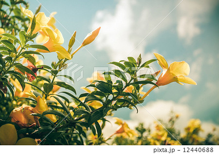 Golden Trumpet flower or Allamanda cathartica vintage Golden Trumpet flower or Allamanda cathartica vintage 12440688